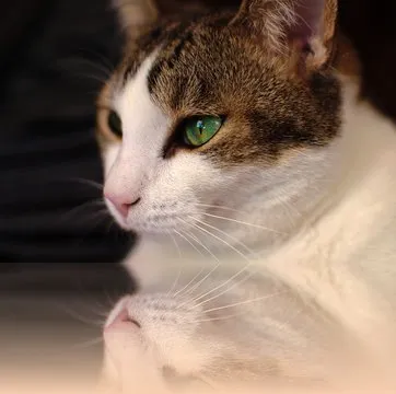 半岛体育app 手机应用界面